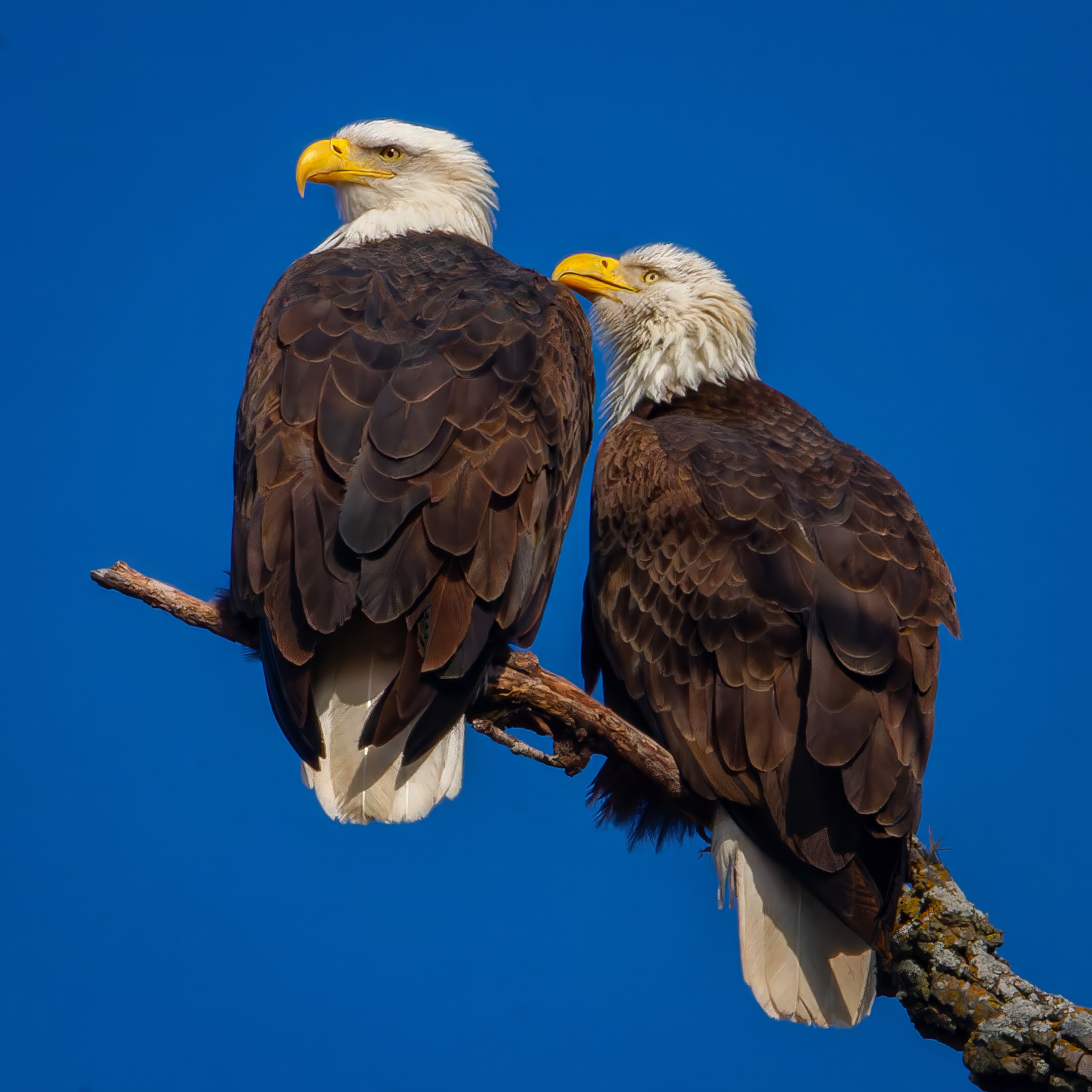 Two Bald Eagles perched together on a branch against a blue sky