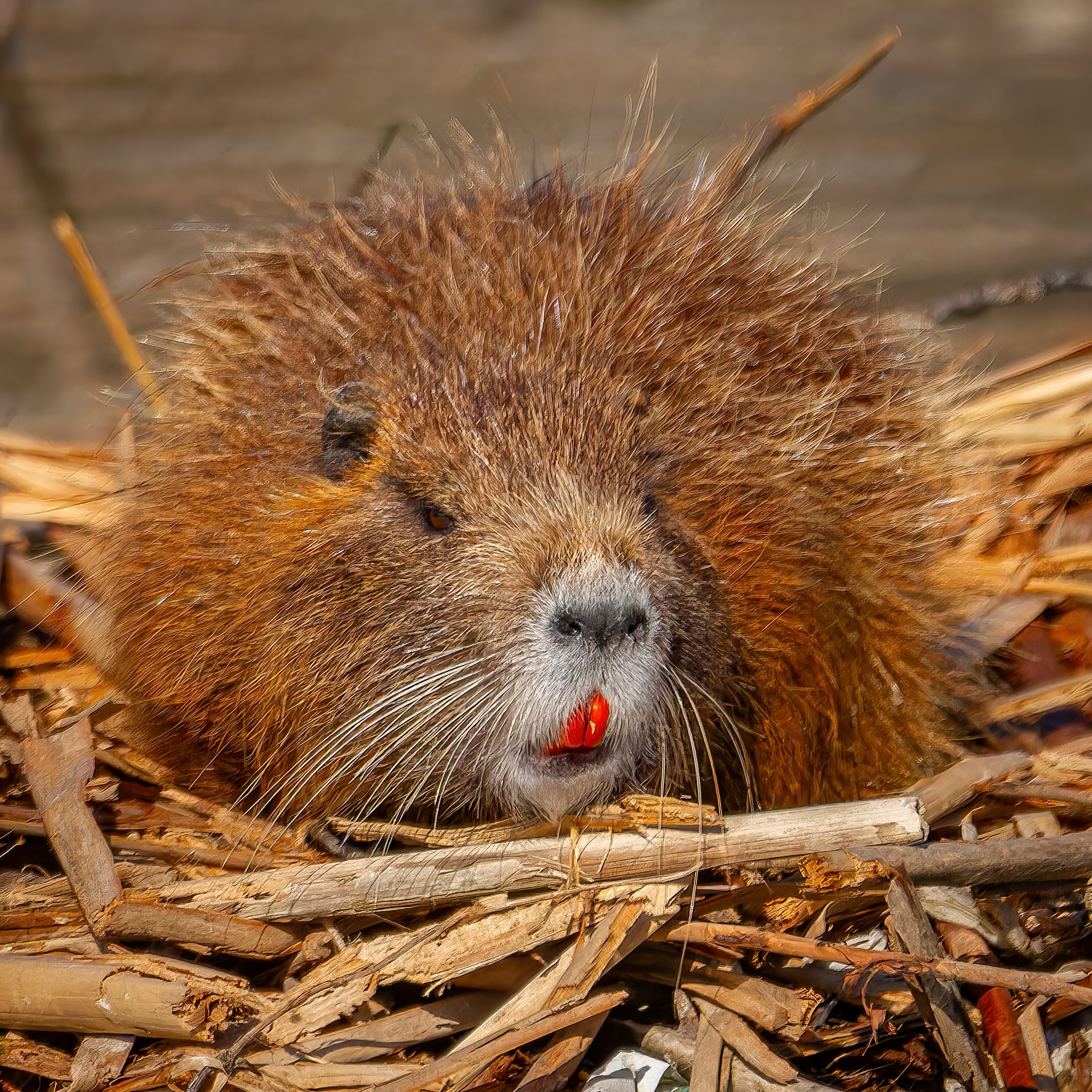 North American Beaver resting among lodge branches