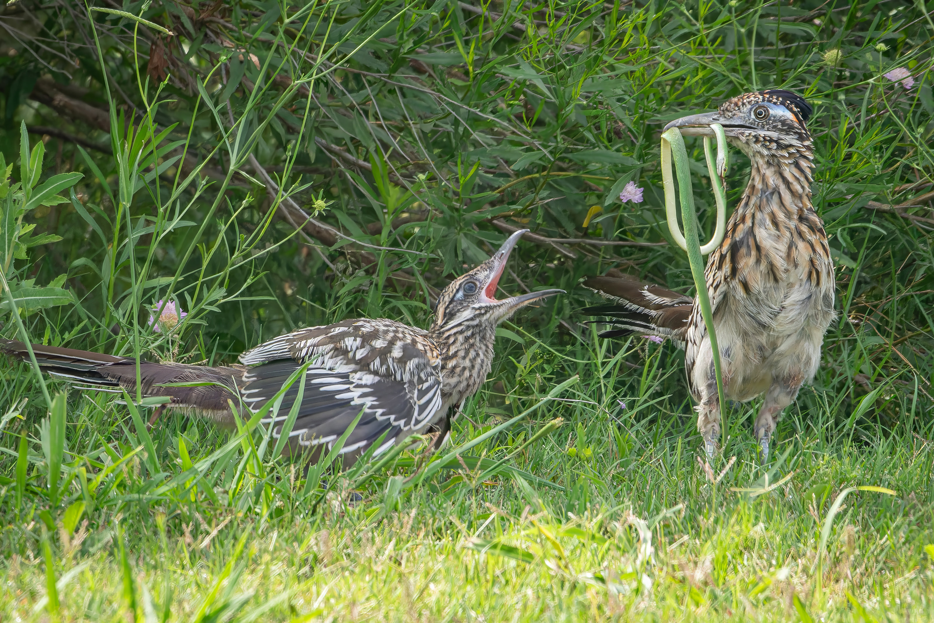 Roadrunner parent feeding its chick