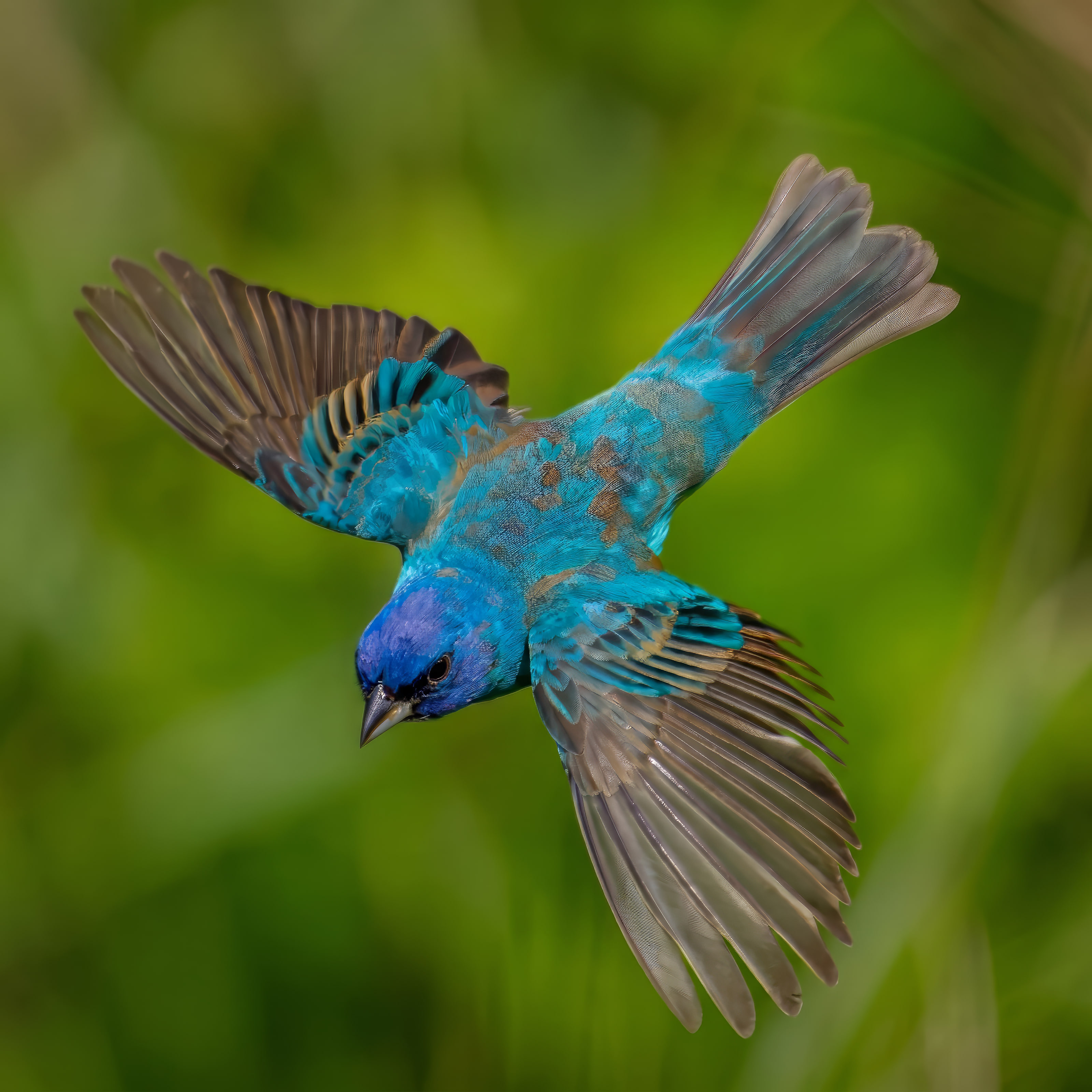 Painted Bunting in flight with wings open