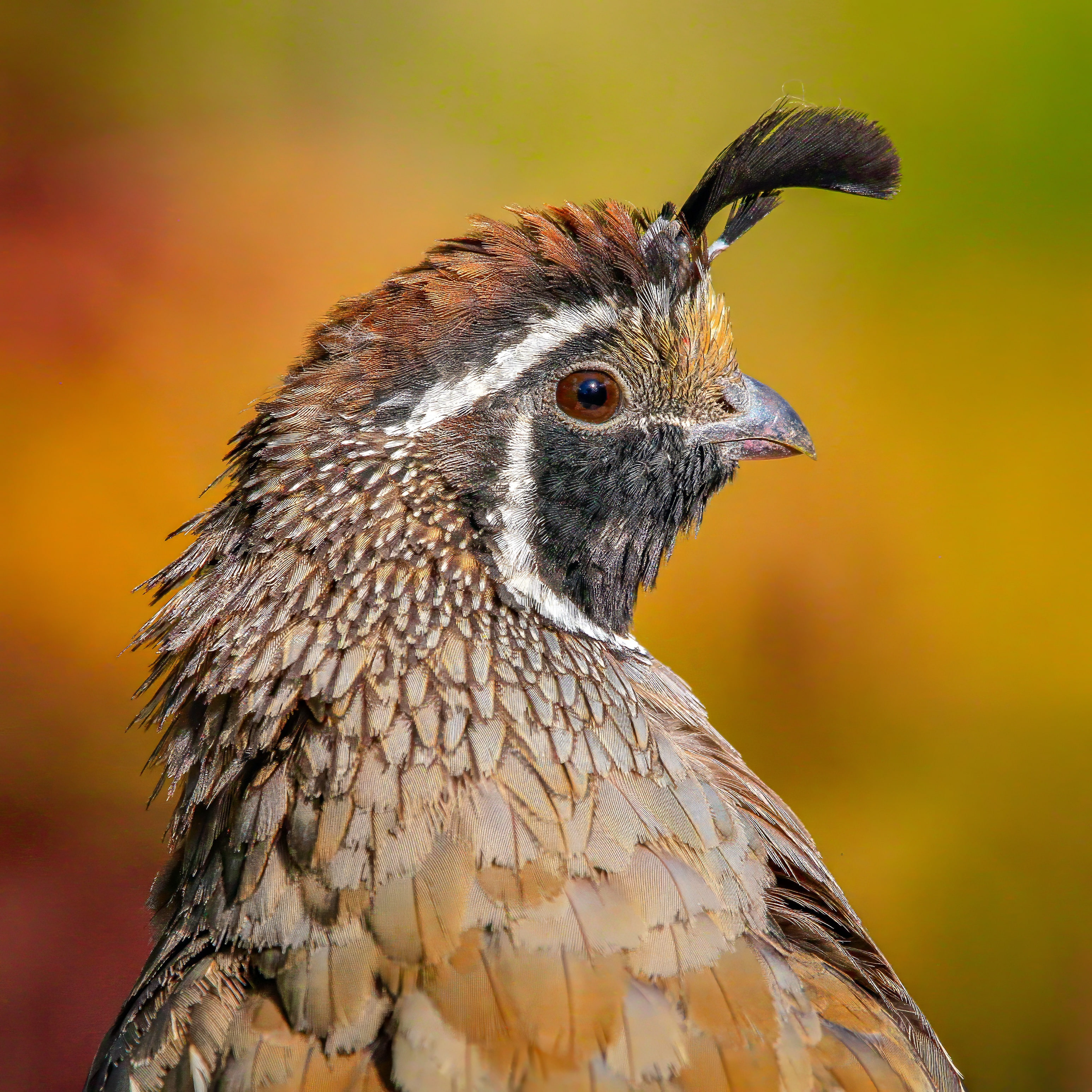 California Quail portrait showing its plume