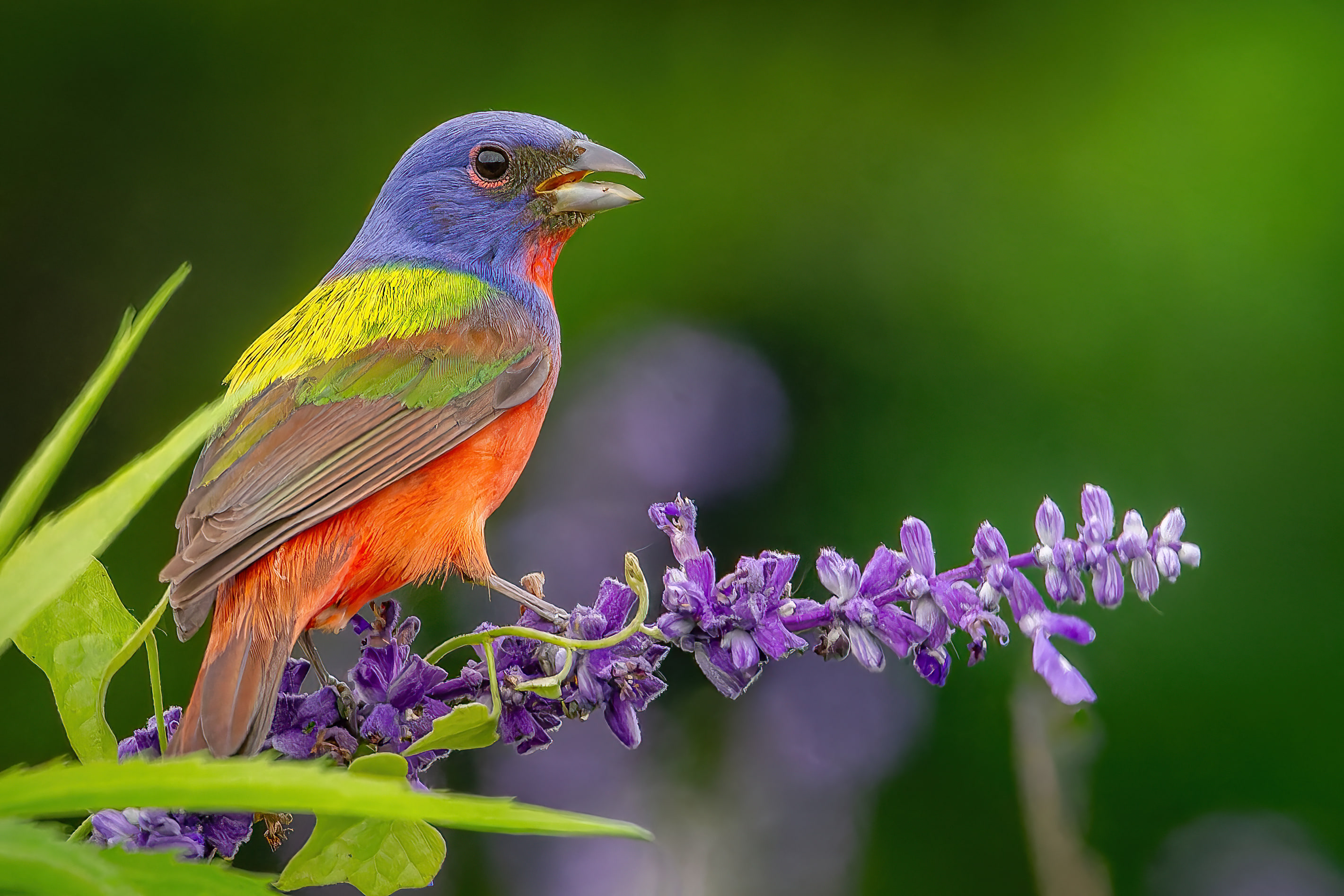 Painted Bunting on salvia