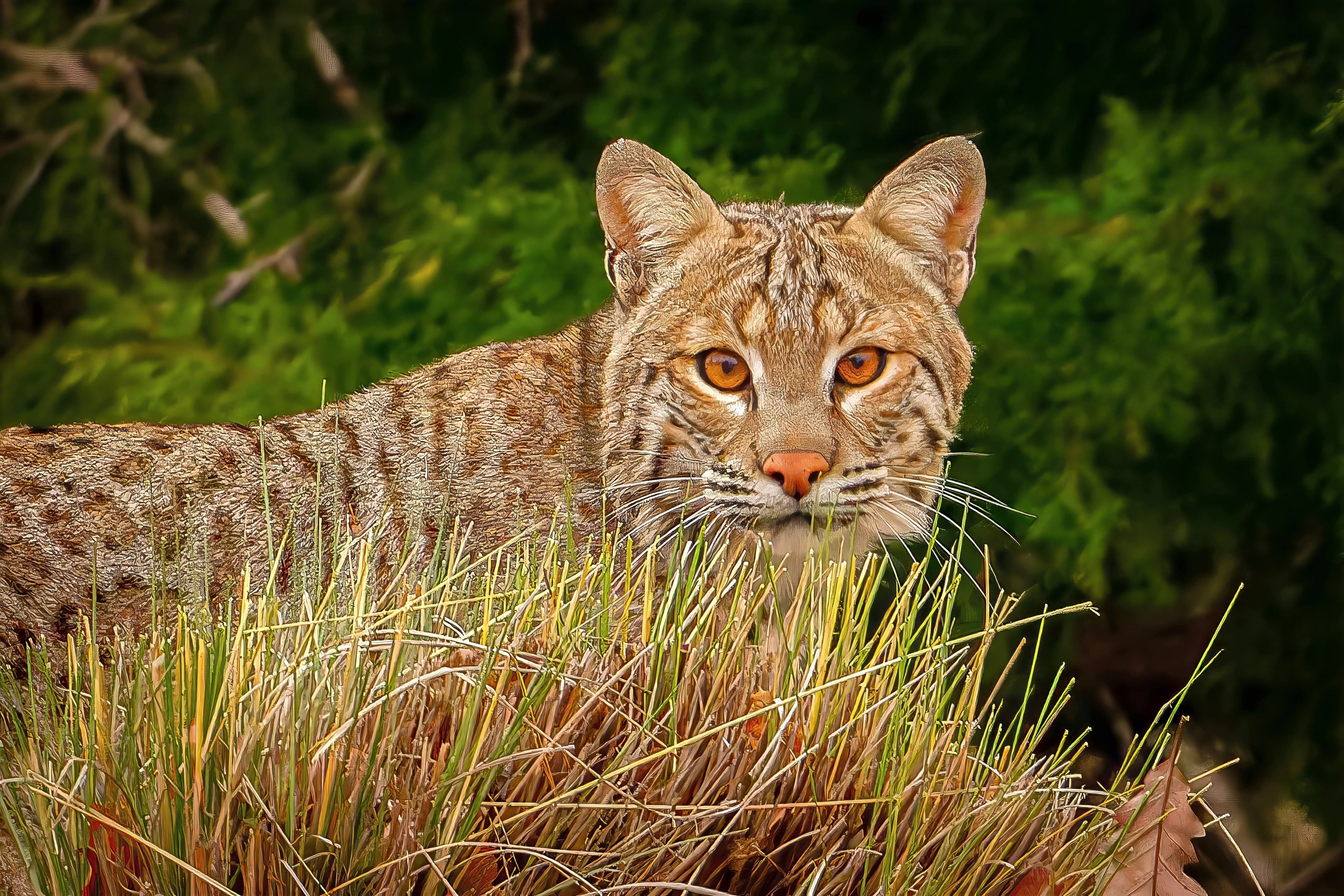 Bobcat watching from the edge of tall grass