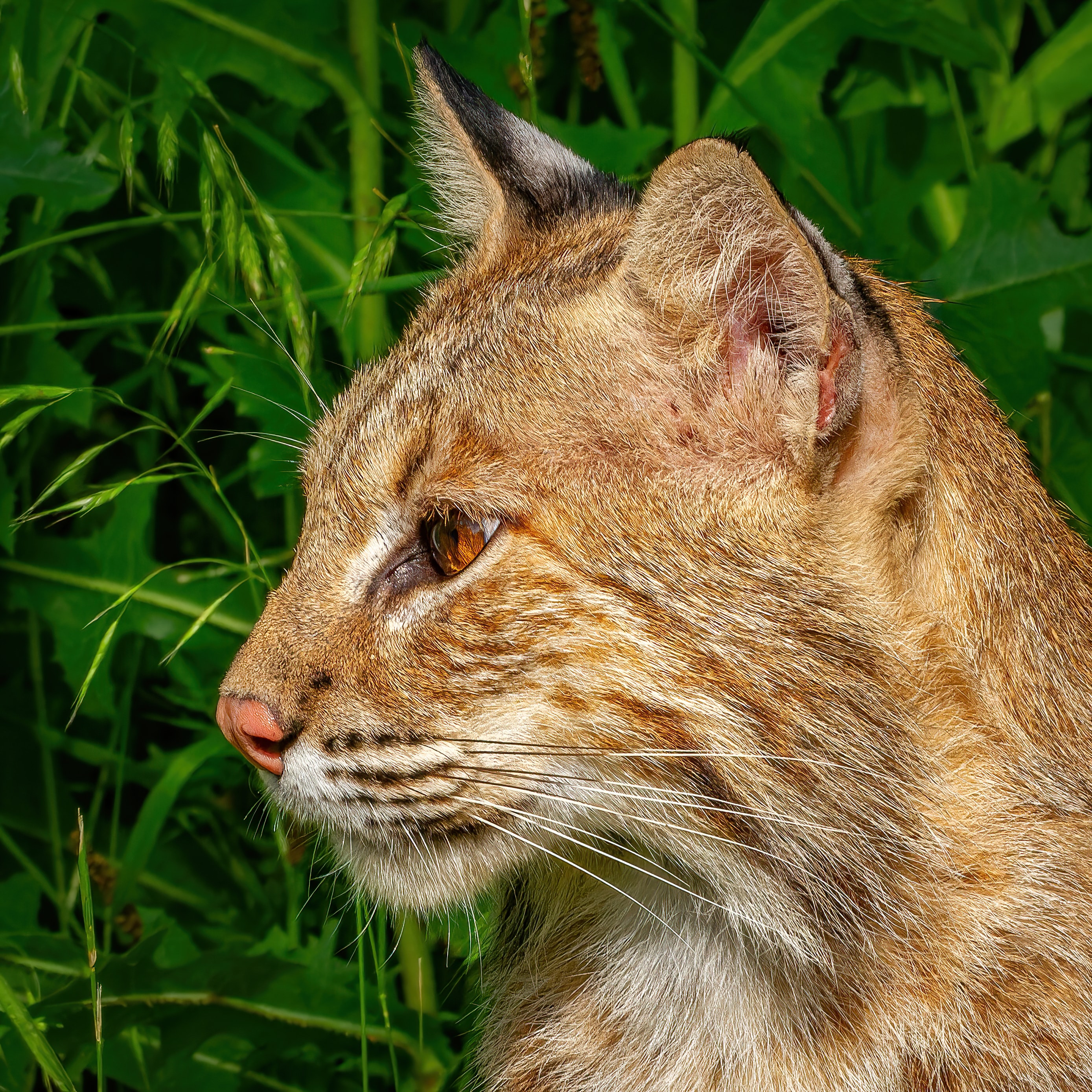 Close profile of a bobcat among green grass