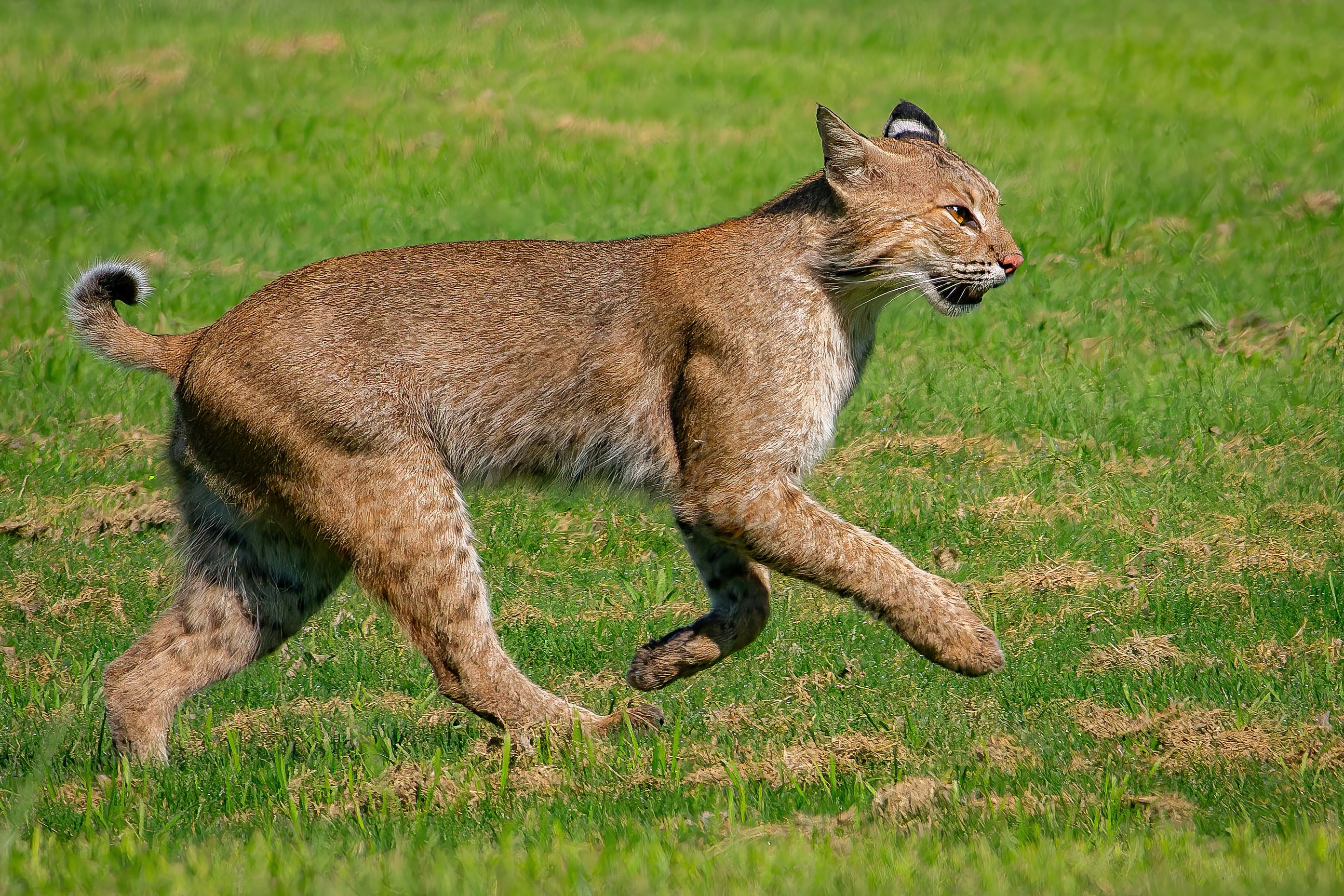 Bobcat walking across short green grass