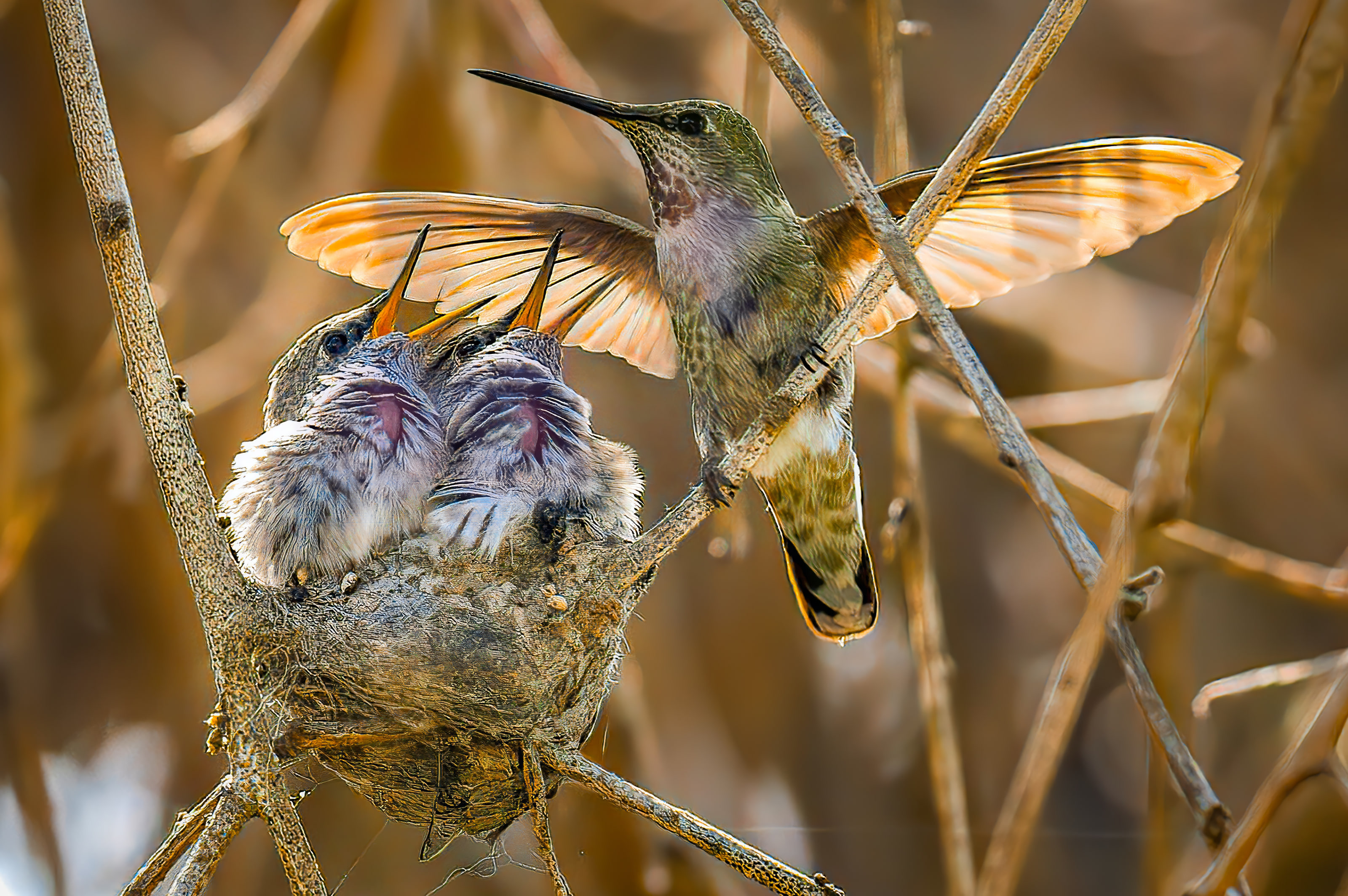 Hummingbird returning to its nest