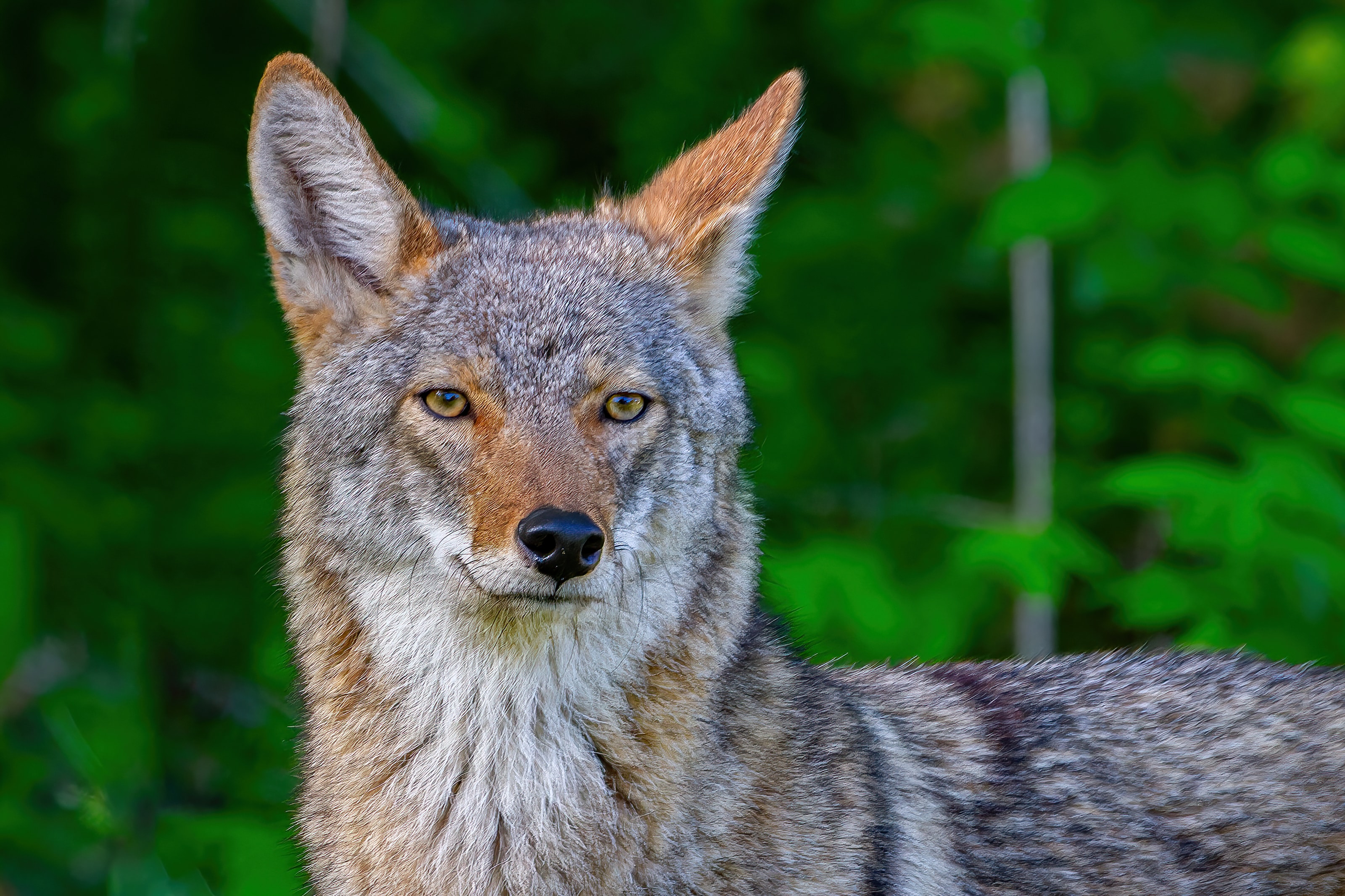 Portrait of a coyote against green foliage