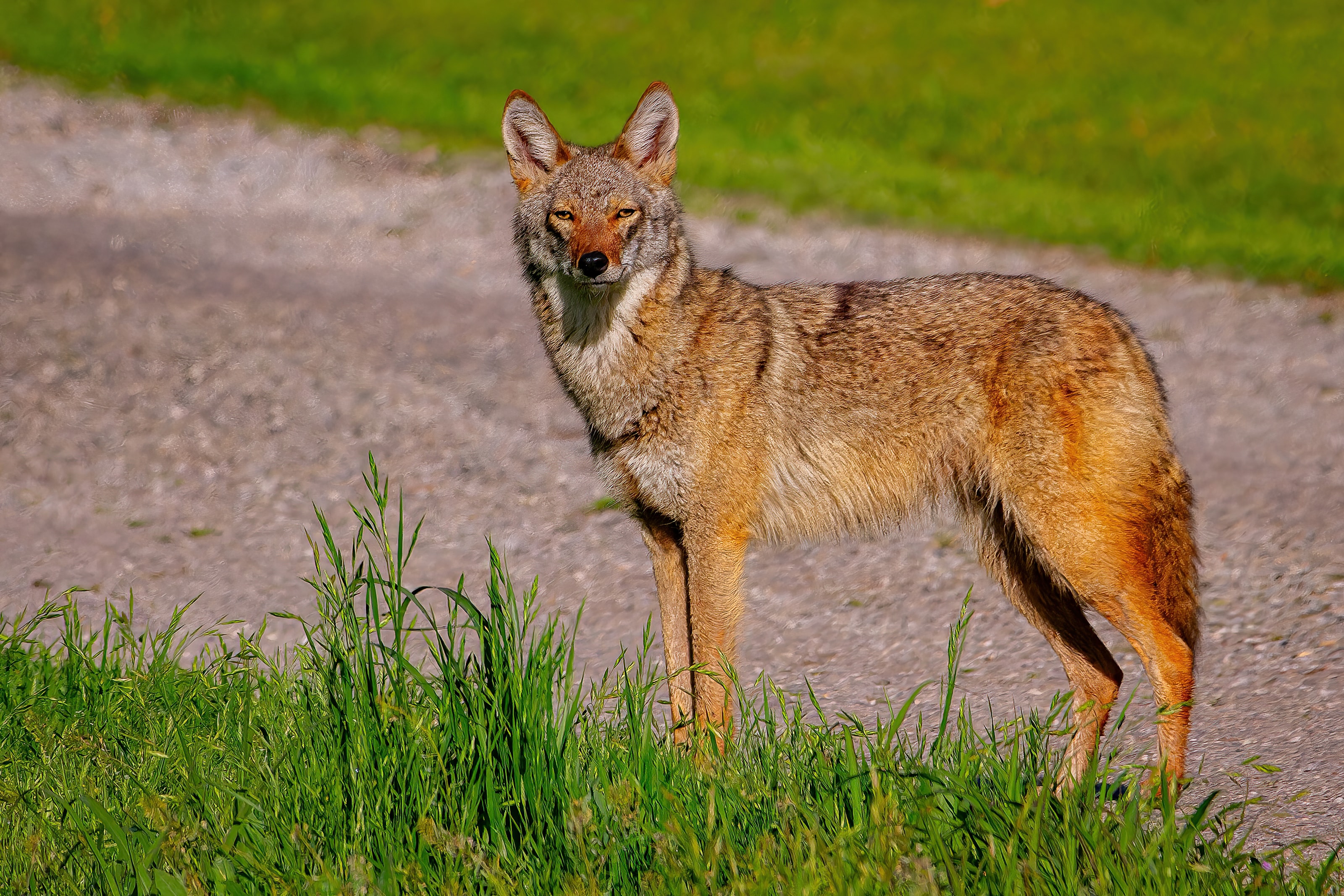 Coyote standing beside green grass