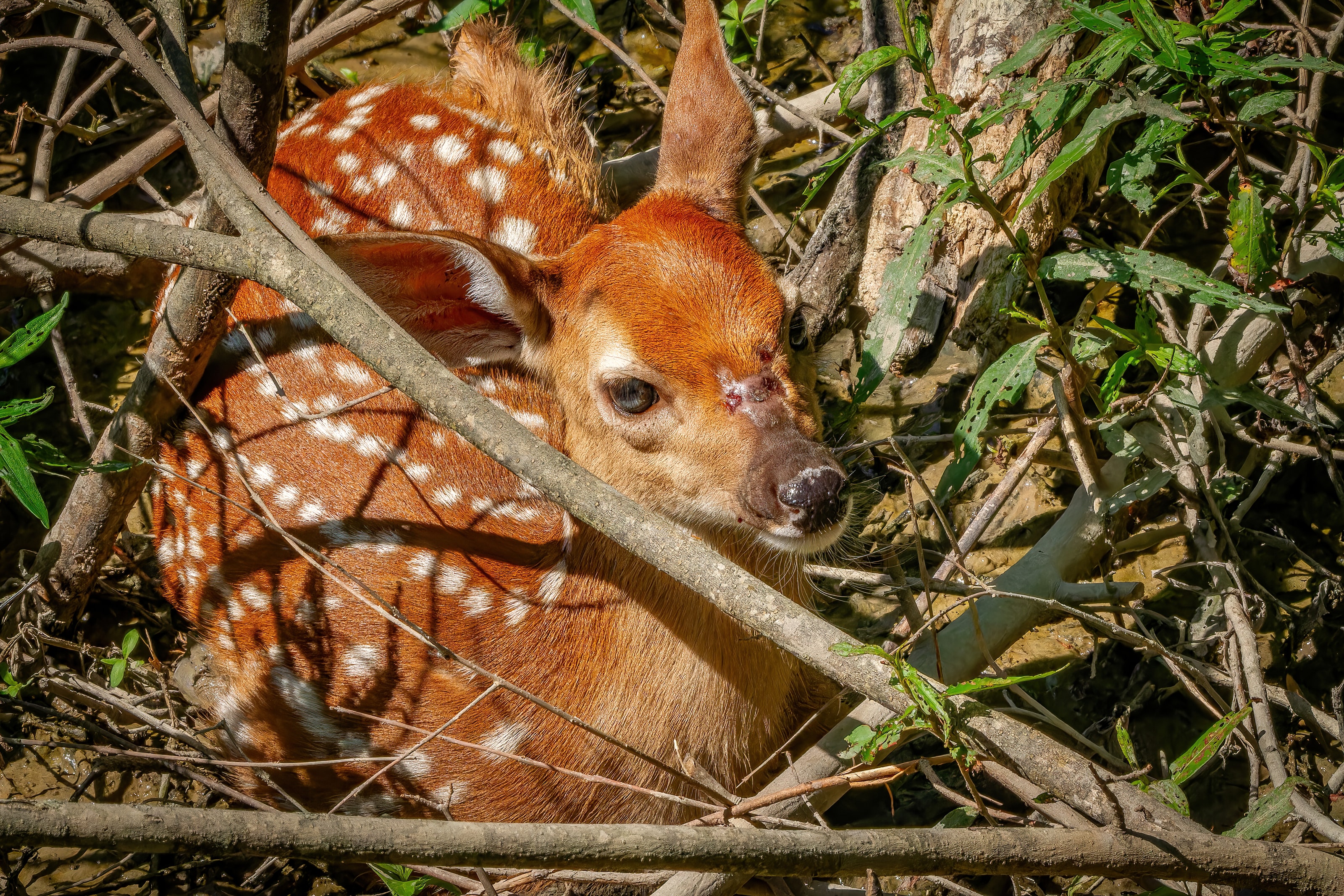 Spotted deer fawn resting among branches