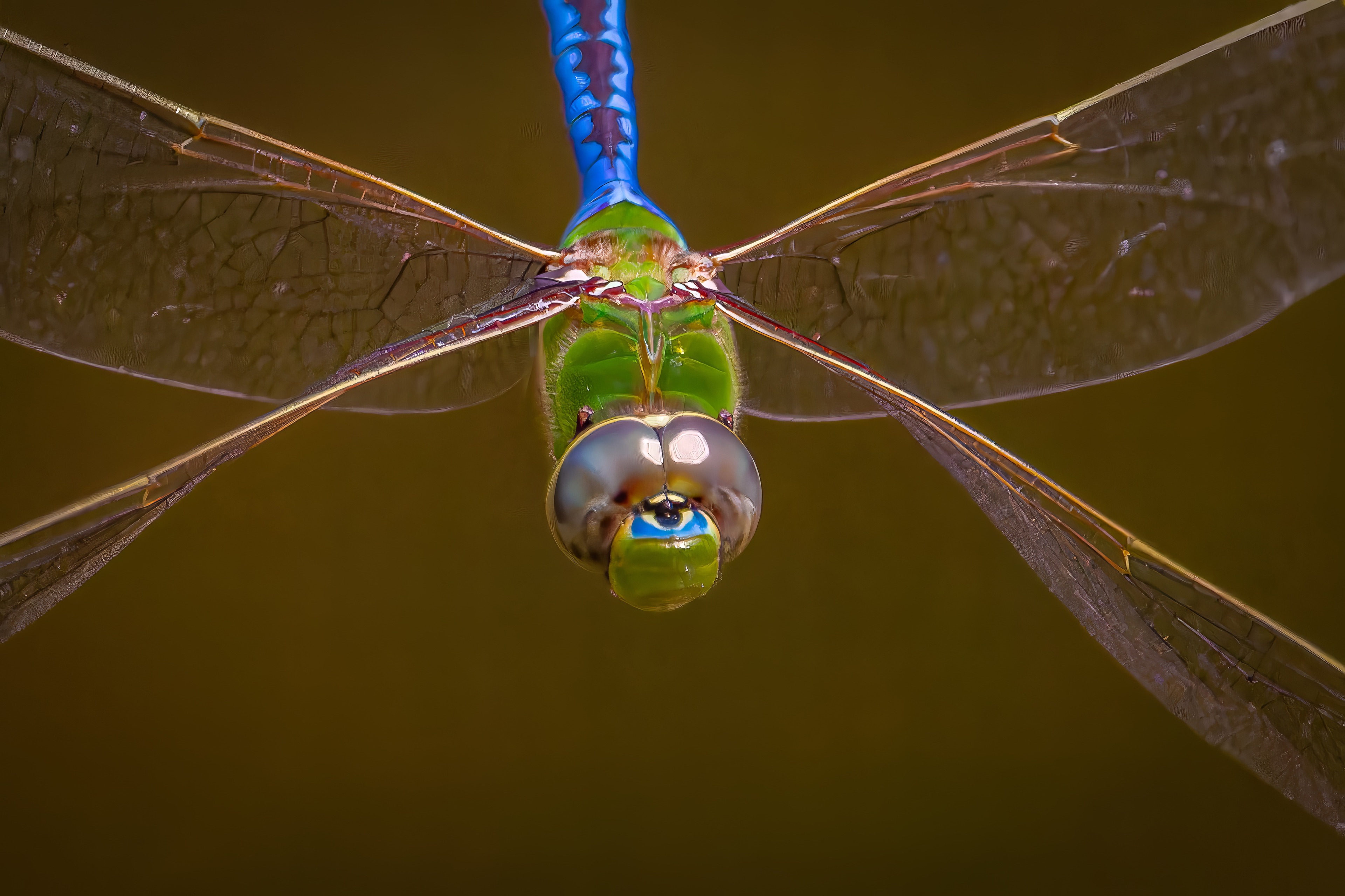 Green and blue dragonfly flying head-on with four wings extended