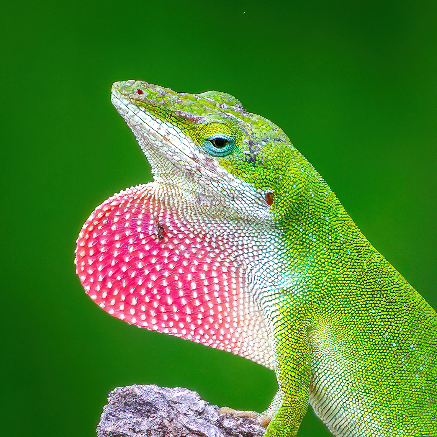 Green Anole displaying a pink dewlap