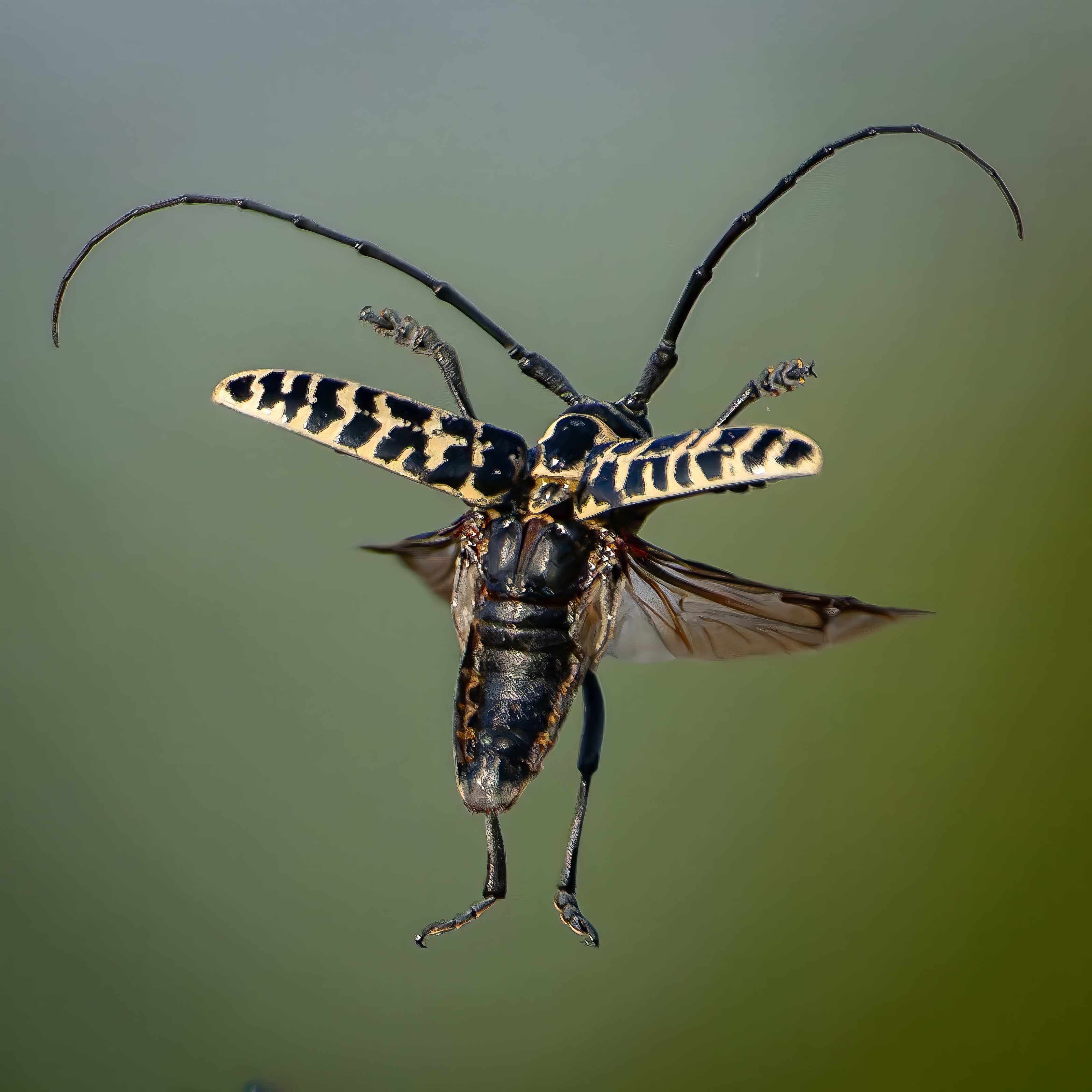 Black and yellow longhorn beetle flying head-on with antennae extended