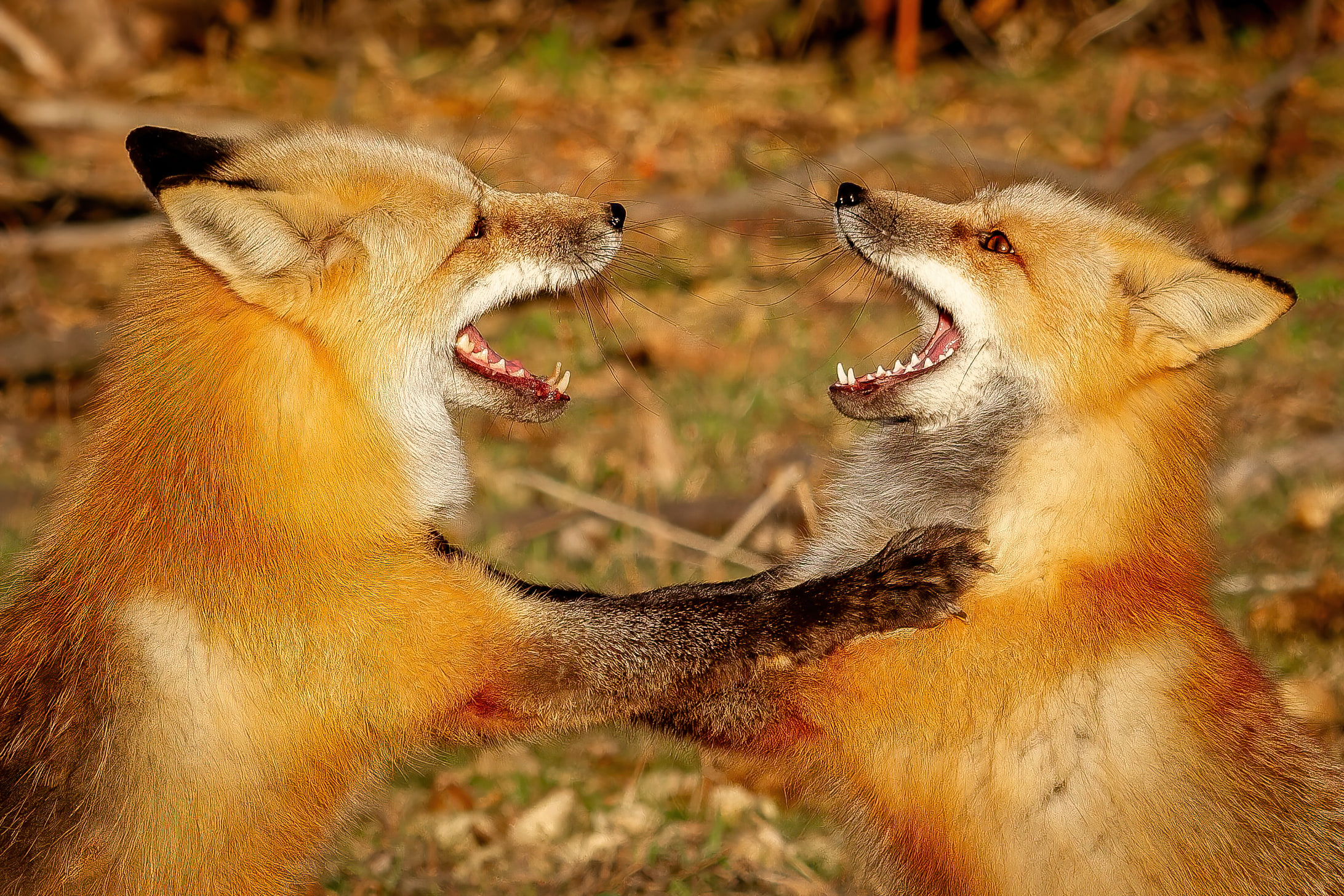 Two red foxes meeting at golden hour