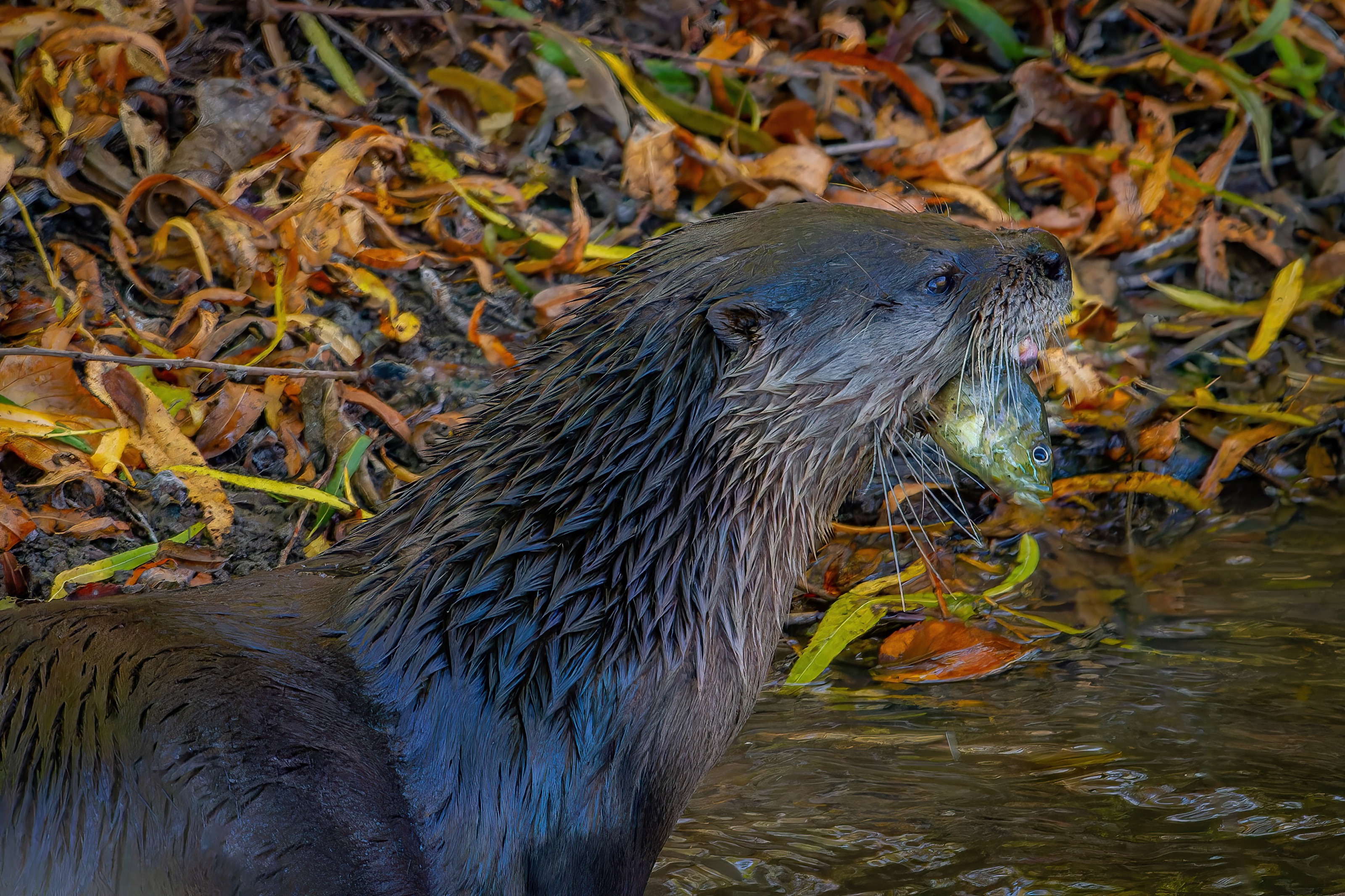 North American River Otter holding a fish in its mouth at the water's edge