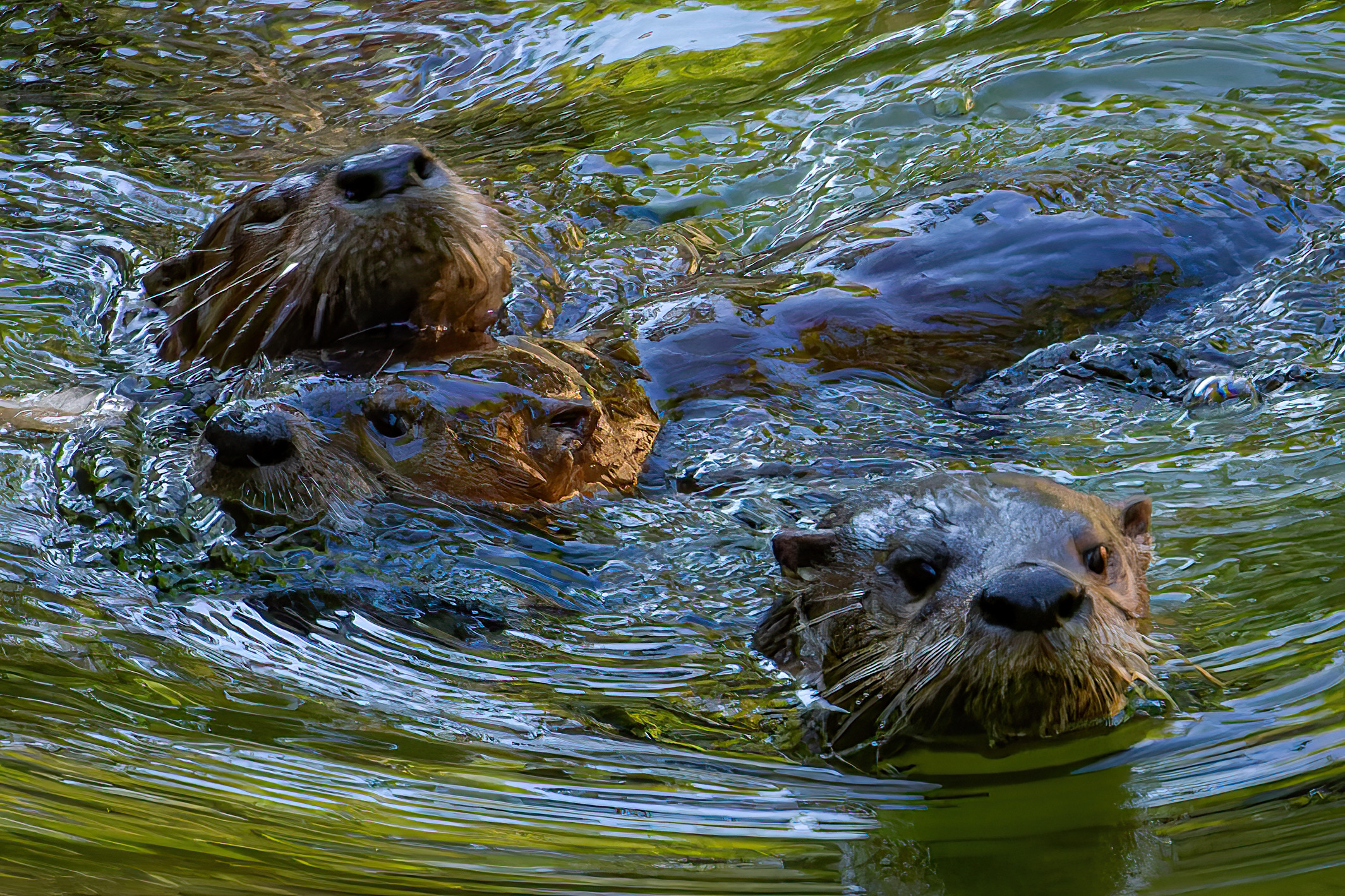Three North American River Otters swimming together