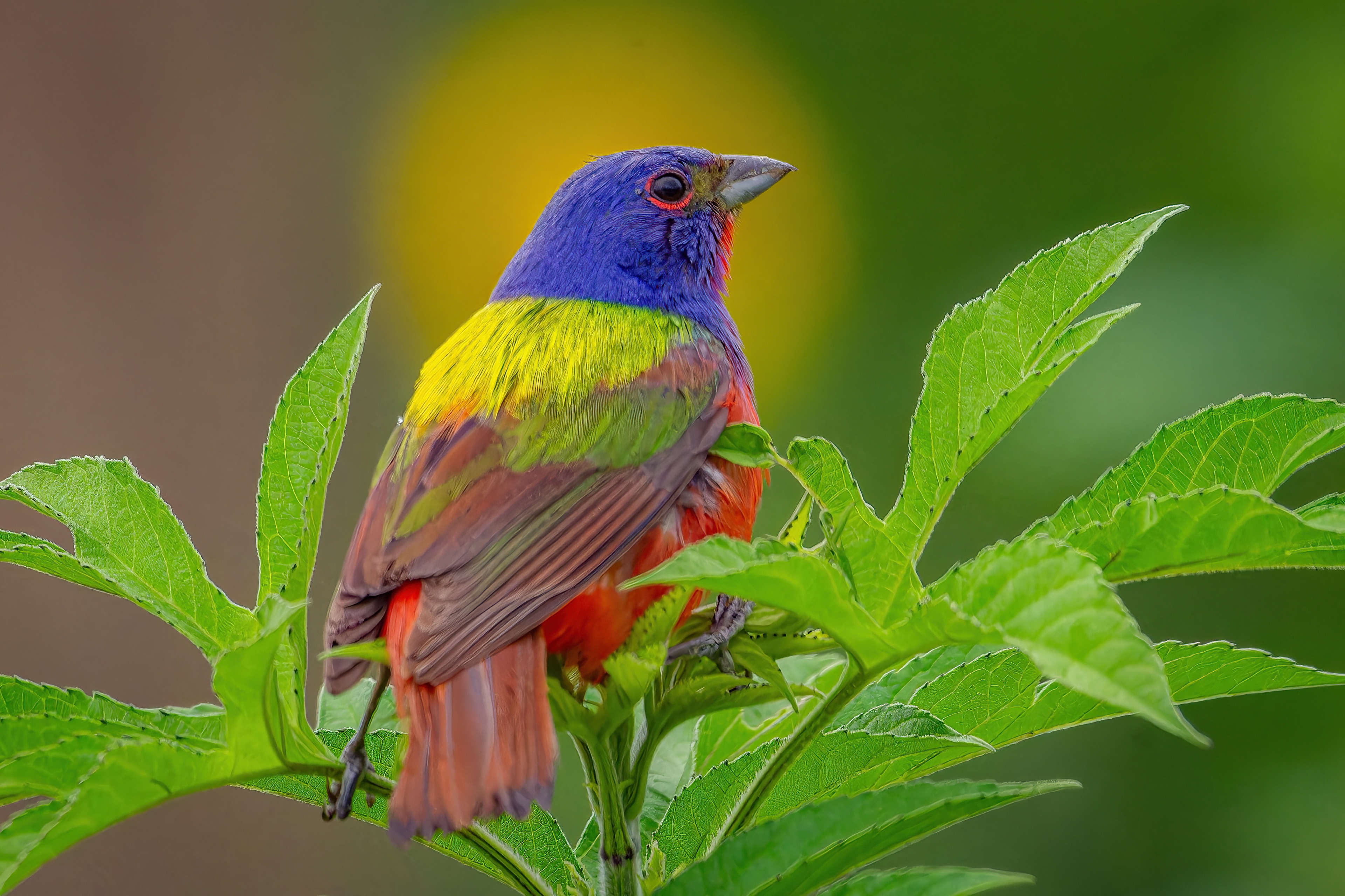 Male Painted Bunting perched among green leaves