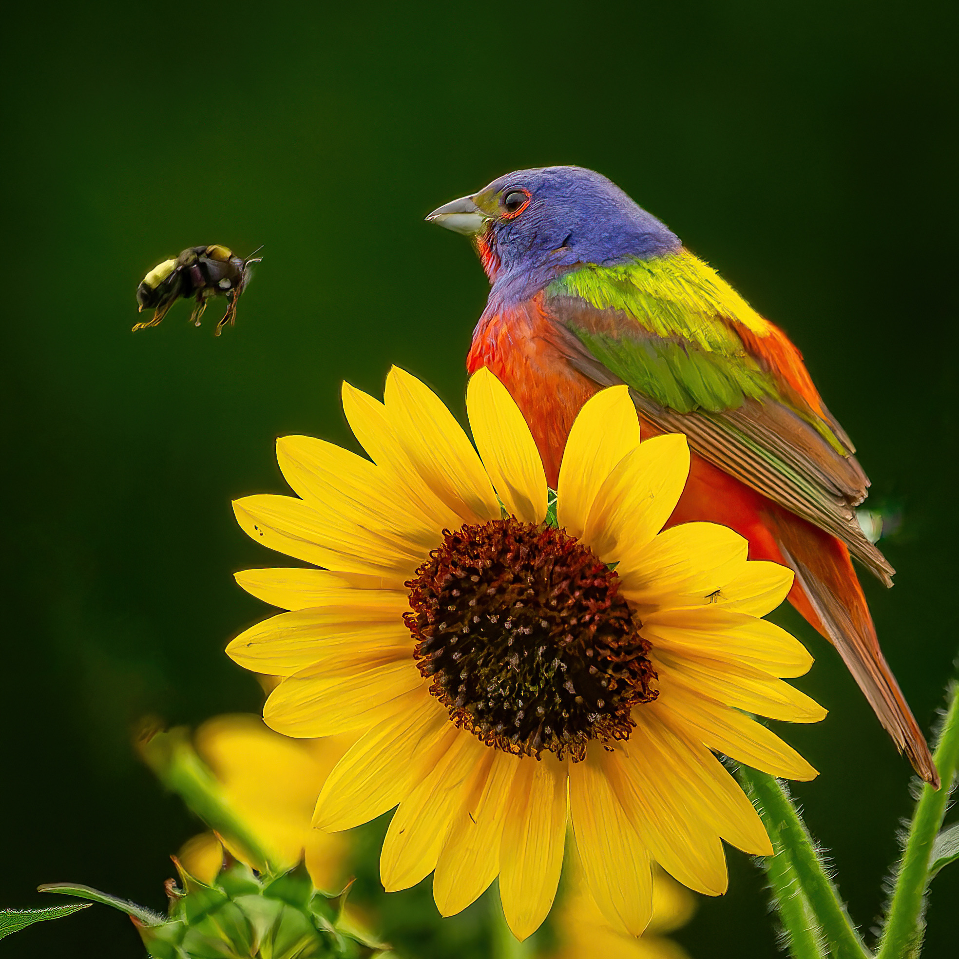 Male Painted Bunting perched on a sunflower as a bee approaches