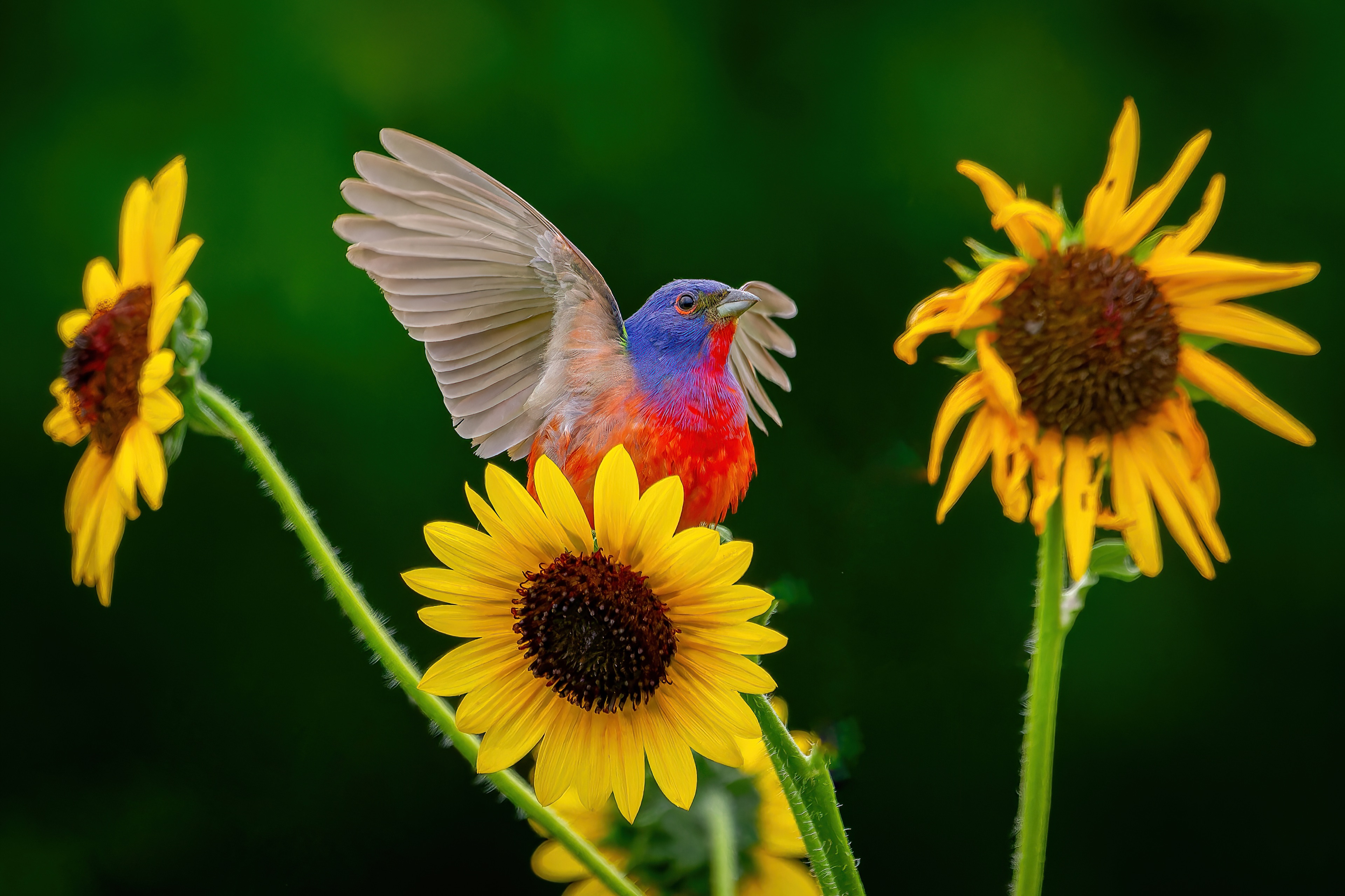 Male Painted Bunting flying above a sunflower with wings raised