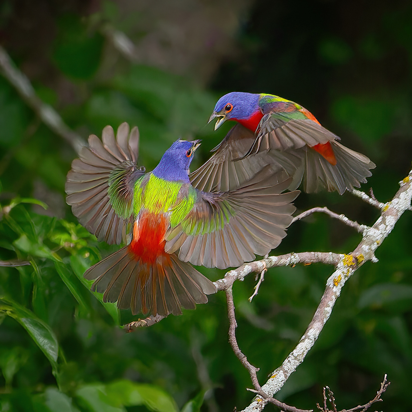 Two male Painted Buntings facing each other with wings spread