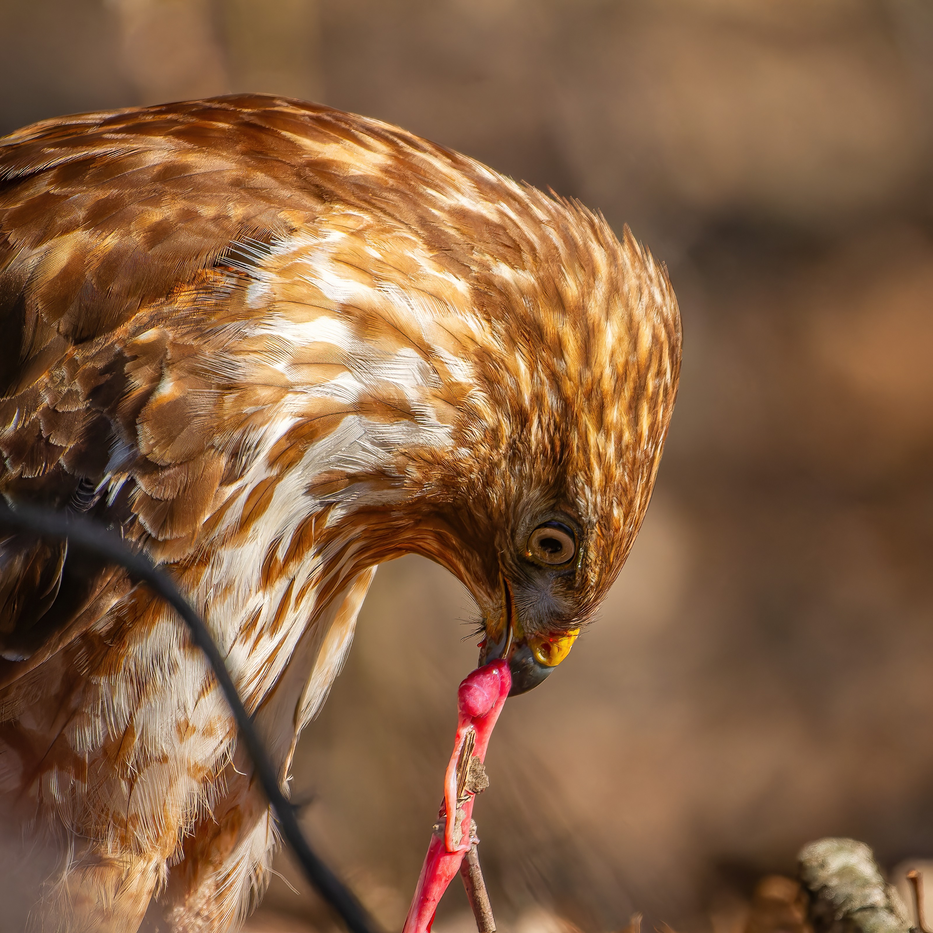 Red-shouldered Hawk bending to feed on prey