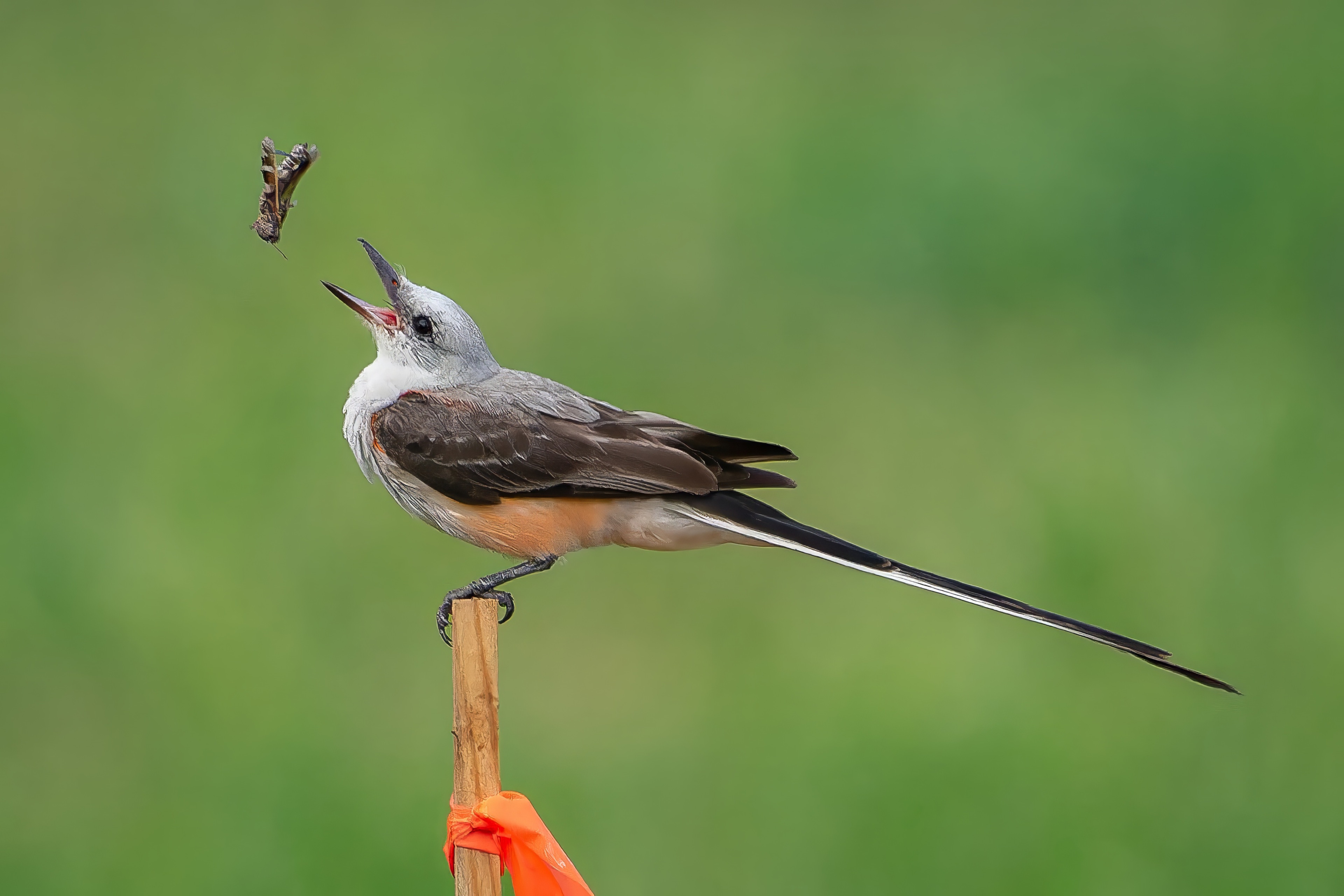 Scissor-tailed Flycatcher tossing an insect above its open beak