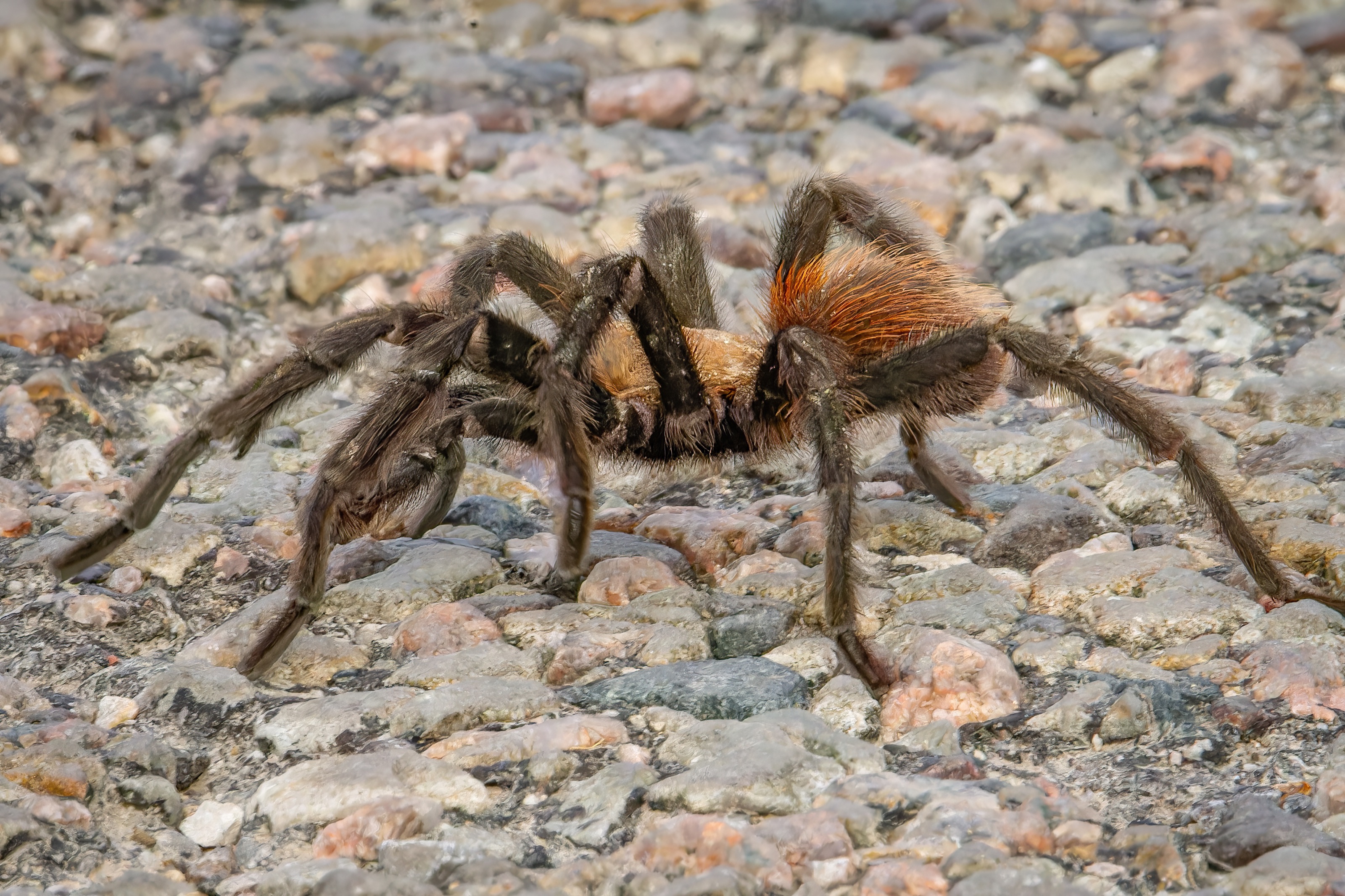 Brown tarantula walking across small stones