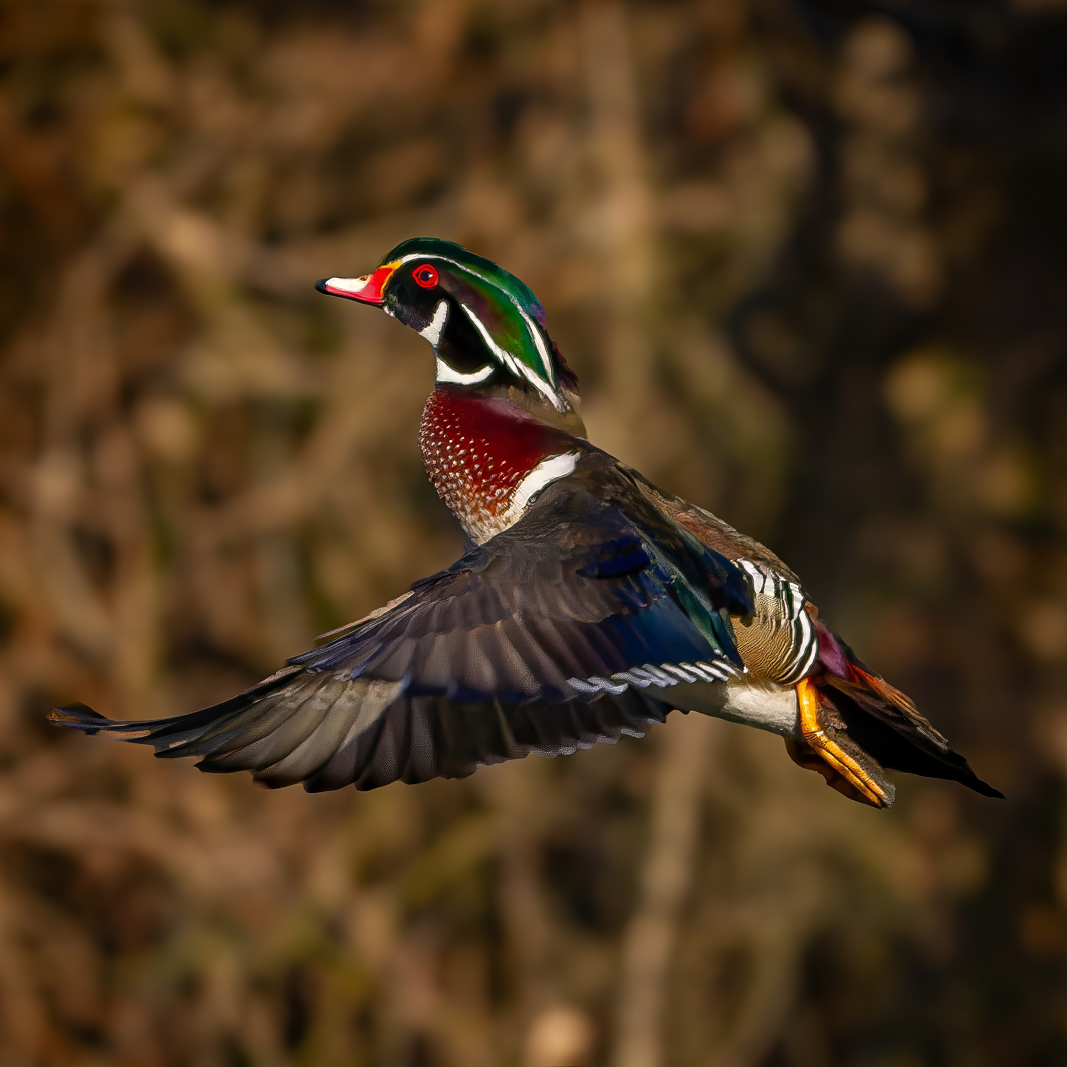 Male Wood Duck flying with wings extended
